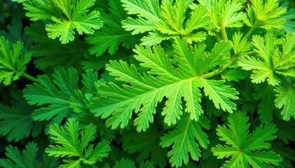 Wall Mural - Intricate parsley leaf pattern, vibrant green hues, abstract, foliage
