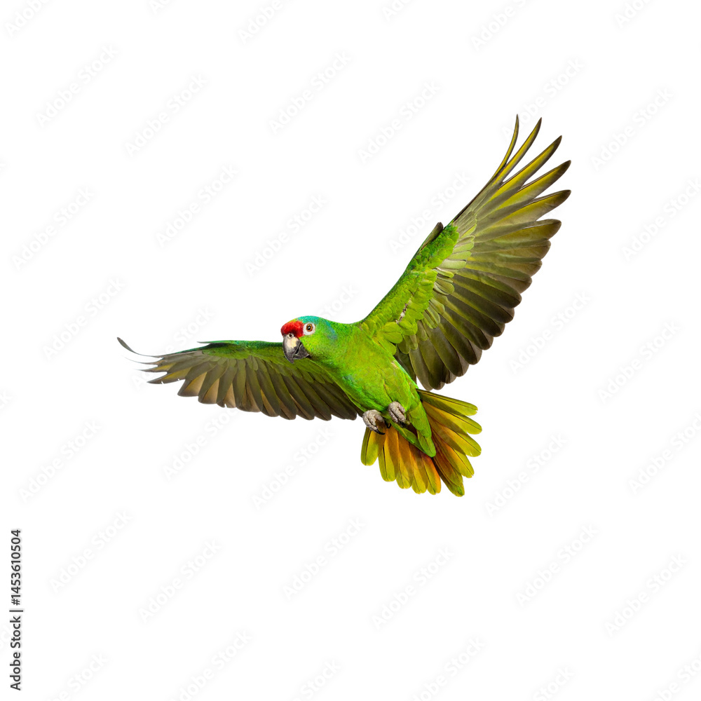 Flying green parrot amazon bird exotic pet nature wildlife avian ...