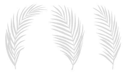 Leinwandbilder - Grey shadow of palm leaves branches on white background.Tropical shadow leaf element for overlay on Mockup Product Presentation for Spring, Summer banner