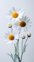 Poster - Fresh daisies with white petals and yellow centers stand gracefully against a soft gray backdrop, creating a minimalist yet appealing floral arrangement that brightens any space