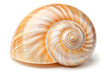© ABDULLAH KHAN - Beautiful Spiral Seashell isolated on white background Nature's Intricate Design illustration on white
