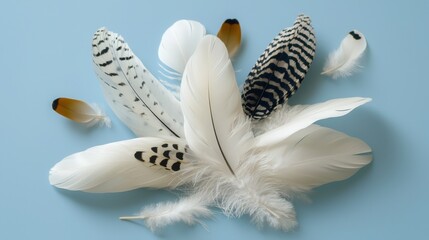 Poster - Artistic flat lay of white feathers with black designs on a muted color backdrop