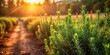 © Kitiphong - Morning Light on Rosemary Plantation, rustic, morning light,  rustic, morning light, greenery, close up, foliage