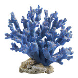 Blue coral reef isolated on white png marine coral png ocean reef png underwater plant png tropical coral isolated png transparent background image