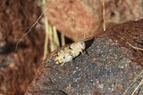 Heuschrecke in Namibia