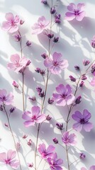 Aufkleber - Softly lit pink flowers are artistically arranged against a white backdrop. The delicate petals and buds create a lovely composition with elegant shadows enhancing their charm