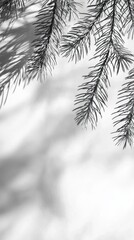 Aufkleber - Delicate pine tree branches frame a soft white background, creating intricate shadows. The winter atmosphere adds a serene and tranquil feeling to the composition