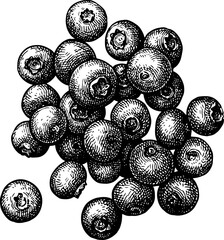 Canvas Print - handful of blueberries ink sketch.