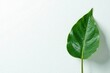 © Prasert - A solitary green leaf against a textured white backdrop Minimalist composition , serene, shot, pure