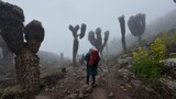 The landscape of Mount Kilimanjaro in Tanzania