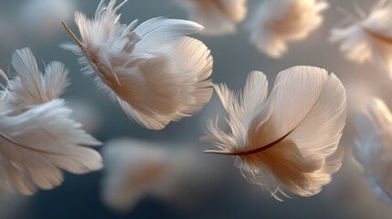 Aufkleber - Delicate white feathers drift gracefully downwards, illuminated by soft lighting. The background is a gentle blur, enhancing the tranquil feeling of this mesmerizing moment