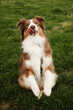 © Ekaterina - Playful brown Australian Shepherd sitting on hind legs in green grass, licking its nose and lifting front paws in a cute pose, full of energy and expression. Aussie red tricolor doing tricks outdoor.