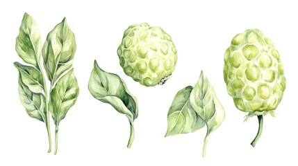 Poster - Watercolor illustration of light green fruits and leaves.