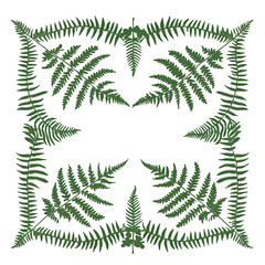 Poster - Green fern leaves arranged in a square pattern on a transparent background creating a decorative frame highlighting natural elements and organic forms.