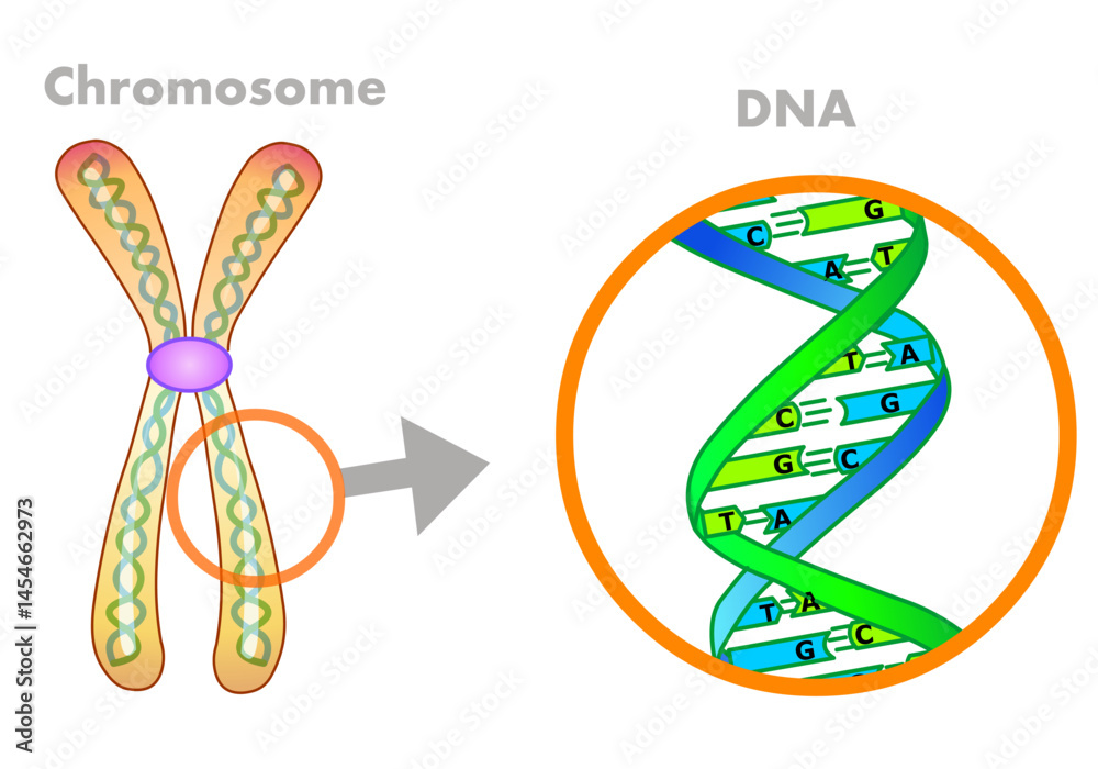 DNA in chromosome structure. Parts anatomy, diagram, Telomere ...