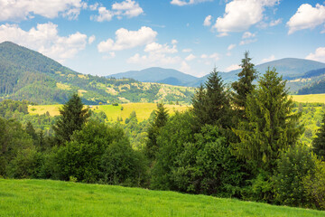 Wall Mural - mountainous carpathian countryside scenery in summer. fir tree on the grassy alpine hill. summer vac