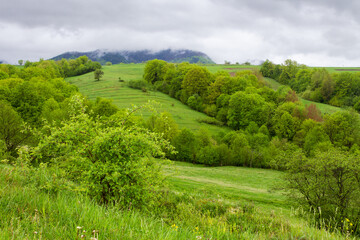 Wall Mural - pasture on hill in rural landscape in spring. forest on the hillside. scenic nature scenery with gre