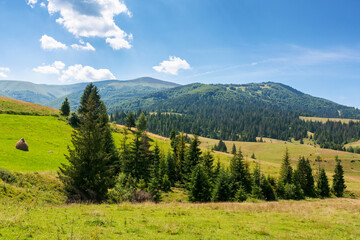 Wall Mural - rural landscape of ukraine in summer for travel. alpine valley. countryside scenery with green field