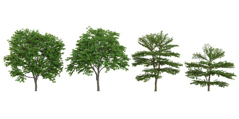 collection of bauhinia,bothrocaryum trees on transparent background