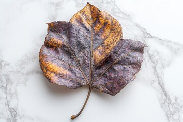 Poster - A Single Dried Leaf Displayed on a White Marble Surface