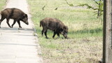 Stado dzików z młodymi warchlakami