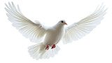 Soaring white dove extends wings in flight isolated, cut out transparent