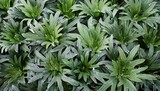 green grey dianthus or firewitch sprouts as background