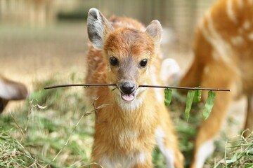 Wall Mural - portrait of little sitatunga's facial expression