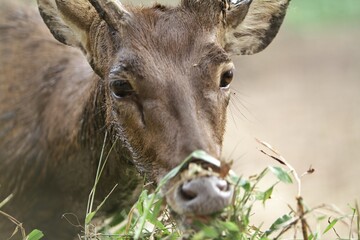 Wall Mural - closeup of a timor deer