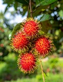  rambutan garden, close up