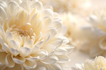 Wall Mural - cream chrysanthemum flower macro shot soft petal detail