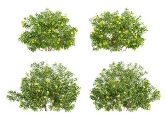 3d of flower plants allamanda cathartica on transparent background, png illustration