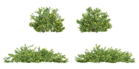 Wall Mural - 3d of flower plants allamanda cathartica on transparent background, png illustration