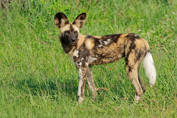 Wall Mural - african wild dog or painted hunting dog (lycaon pictus) standing in natural habitat, madikwe game re