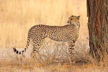 Wall Mural - an alert cheetah (acinonyx jubatus) in natural habitat, kalahari desert, south africa.