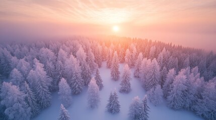 Poster - Winter Sunrise Illuminating a Snow-Covered Forest With Trees Reflecting Soft Pink and Orange Hues in the Sky