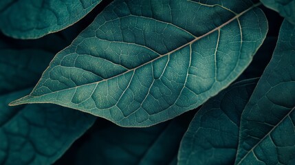 Poster - Close-up of Lush Dark Green Leaves Showcasing Intricate Textures and Patterns in a Natural Setting During Daylight Hours