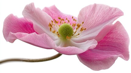 Poster - Intricate vector depiction of a wild anemone flower showcases its soft pink petals and detailed green center against a stark white backdrop, offering elegant simplicity