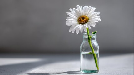Aufkleber - A delicate daisy stands upright in a clear glass bottle. Soft morning light highlights its features against a subtle pale gray background, allowing for a calm feel