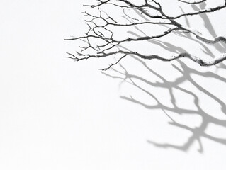 Poster - Dry tree branches casting bold shadows on a white wall in strong daylight, forming dramatic patterns and creating a minimalist abstract composition
