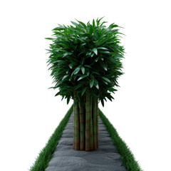 lush green bamboo tree standing tall in a beautiful garden setting with vibrant foliage and natural 