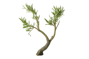 delicate green olive branch with twisting stem on transparent background