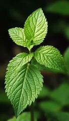 Wall Mural - Stunning close up of a vibrant green leaf showcasing intricate details in macro photography