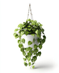 Aufkleber - A lush green pothos plant spills gracefully from a modern white hanging planter its variegated leaves cascading downwards against a bright white background creating a vibrant and seren : Generative AI