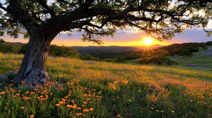 Poster - A scenic sunset illuminates the tranquil meadow with an old tree