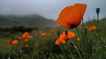 Aufkleber - Close up view of vibrant orange poppies in a field