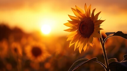 Poster - A solitary sunflower reaching toward the sun in the golden light