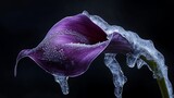 A sleek purple calla lily dramatically encased in partially cracked ice with frost creeping up its stem 