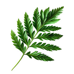 Poster - Single fern frond, lush green foliage, isolated on white background