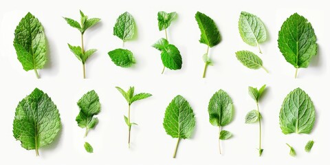 Poster - Tropical leaves frame with mint green with white background. Macro photography of green leaves placed on white background with various pattern. Digital image for botanical and summer design. AIG51.